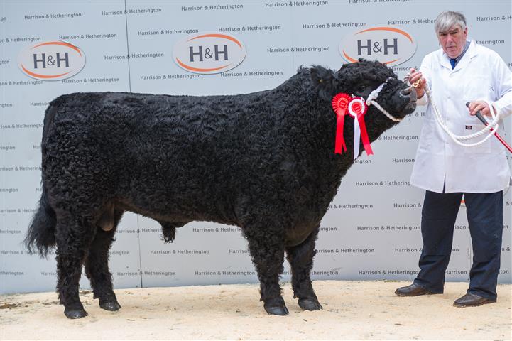 Galloway male champion sold for  2000 gns